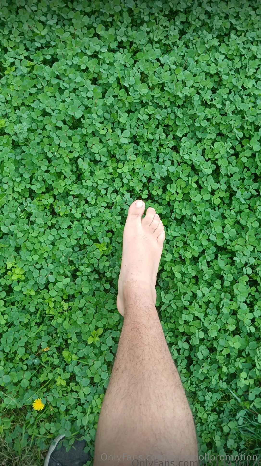 Anne Doll Promotion™