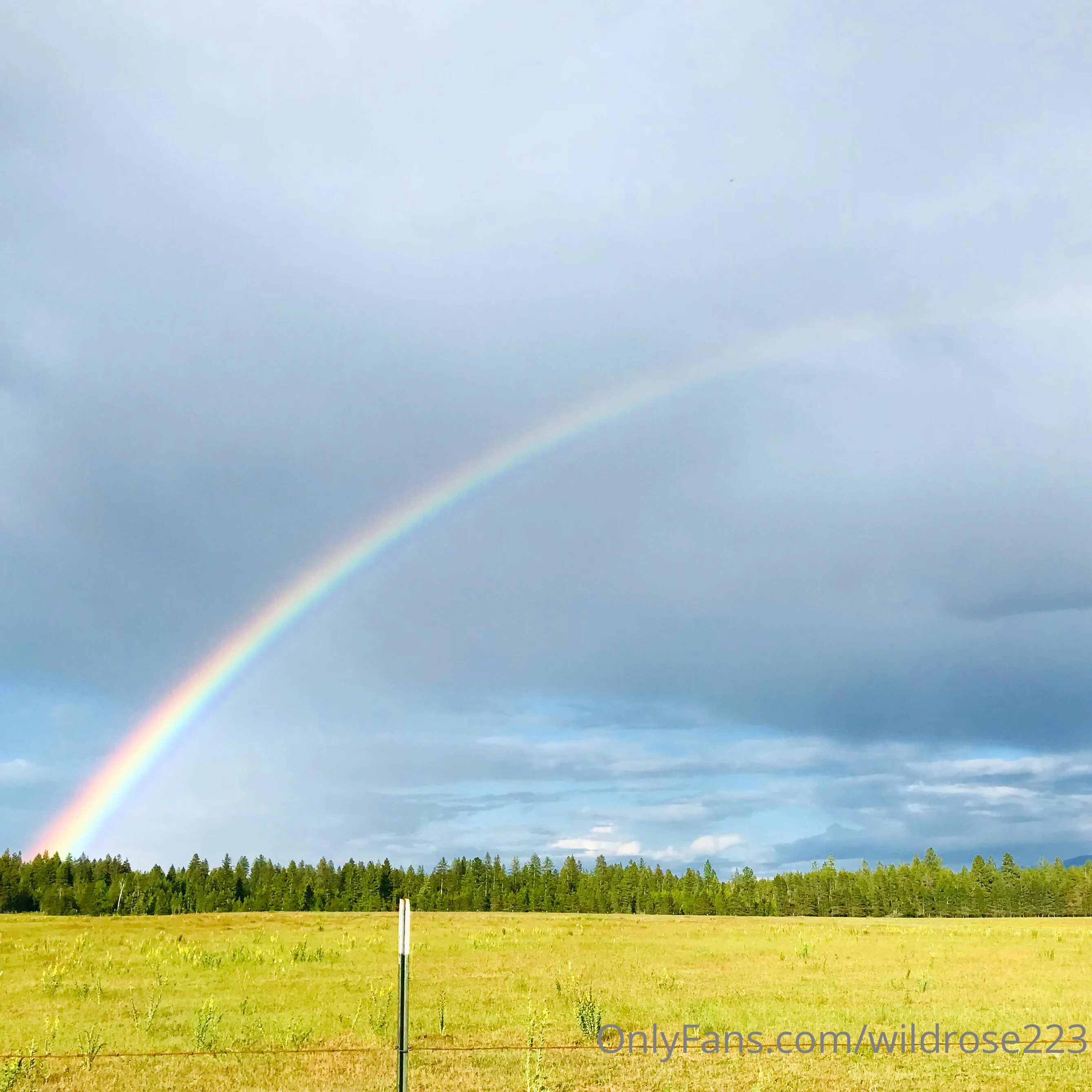 💦 Rose Gone Wild 🌹  • FREE