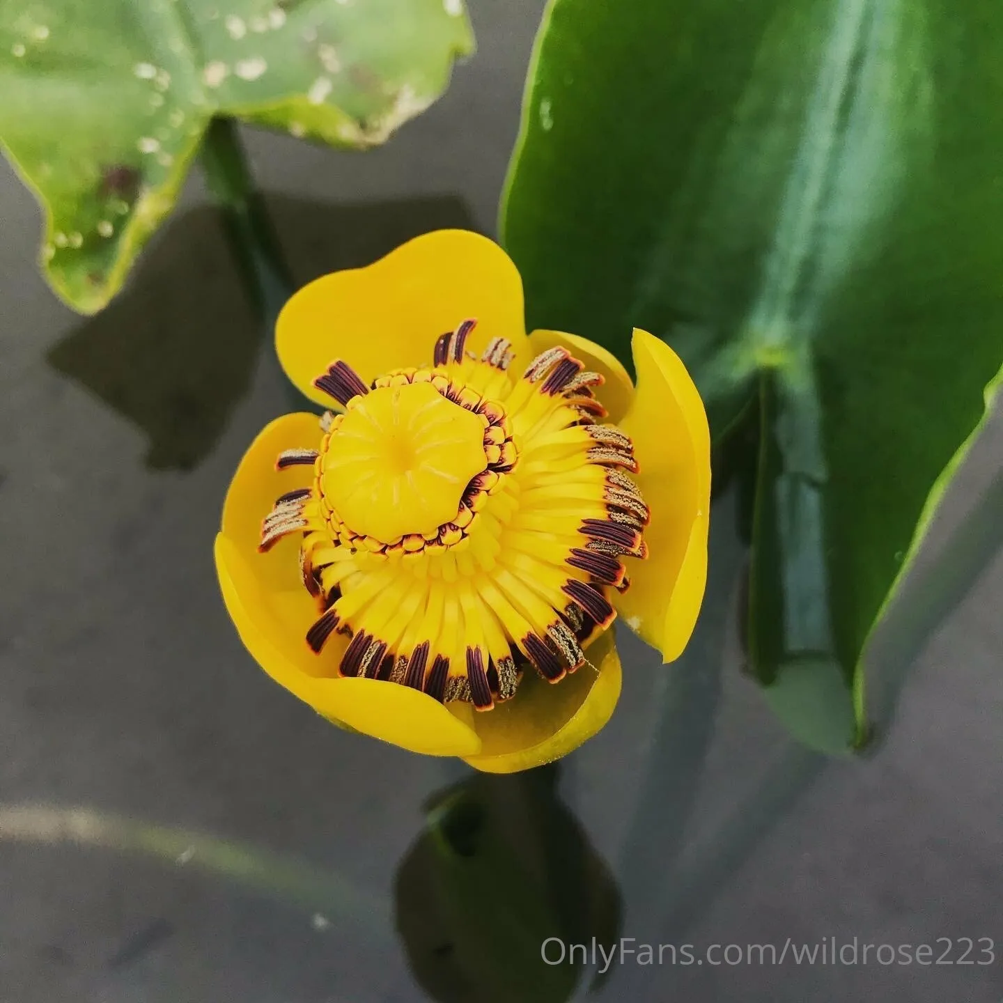 💦 Rose Gone Wild 🌹  • FREE