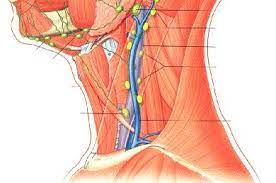 Anatomical illustration of the neck showing lymph nodes and thyroid