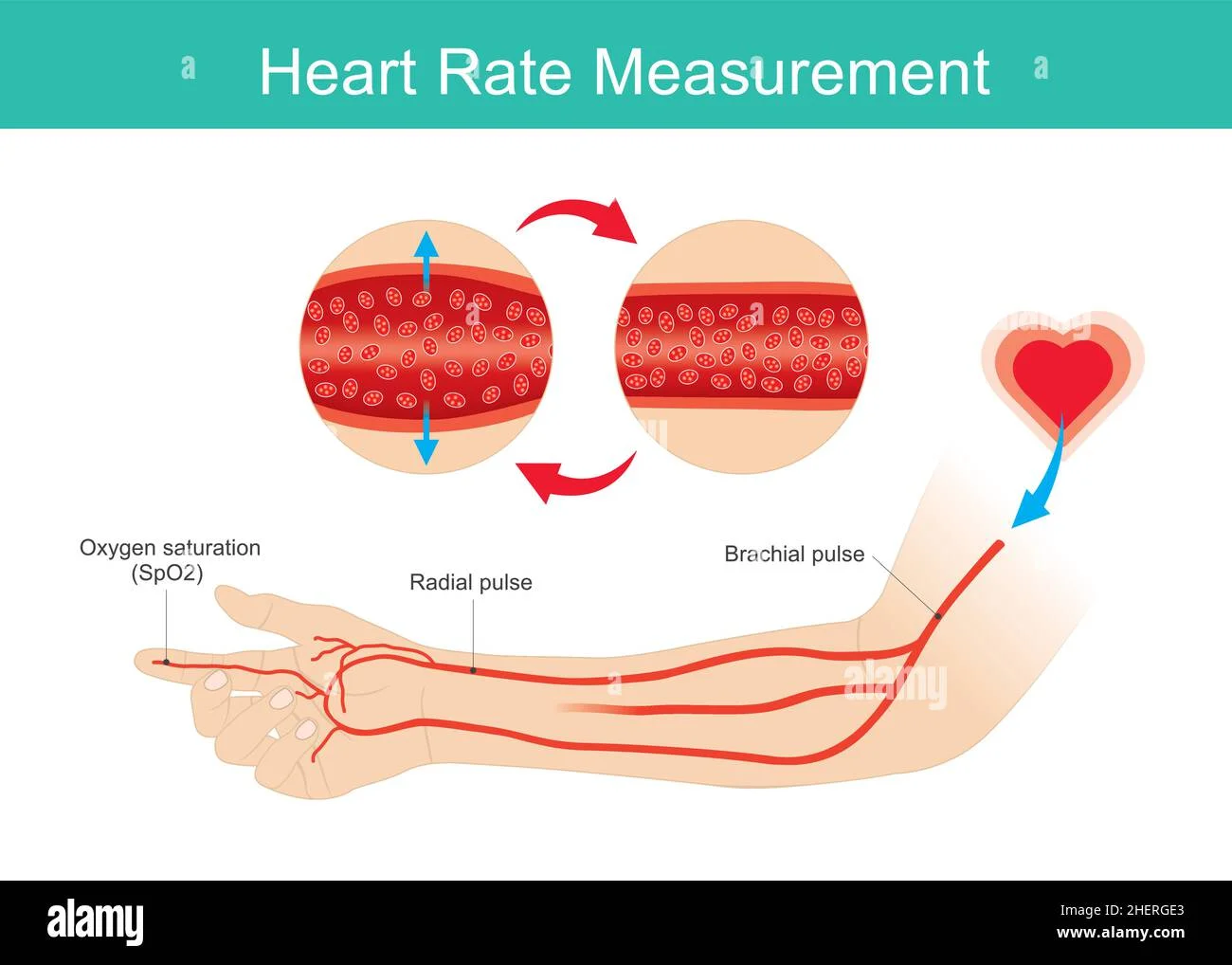 Illustration showing how blood pressure and heart rate are measured lying down and standing during an orthostatic test.