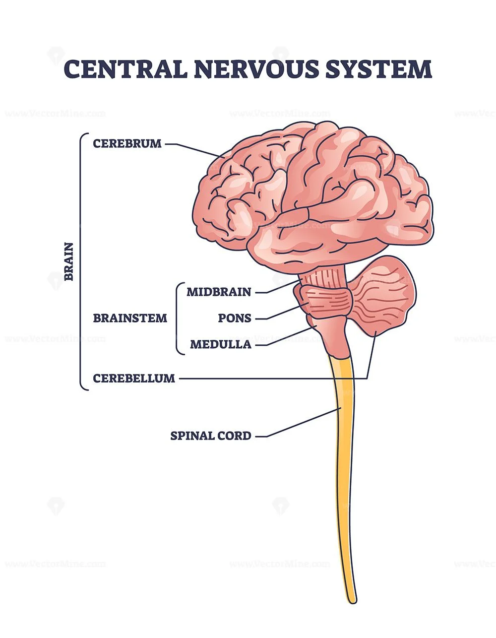Illustration showing areas of the nervous system evaluated during leg tingling examination