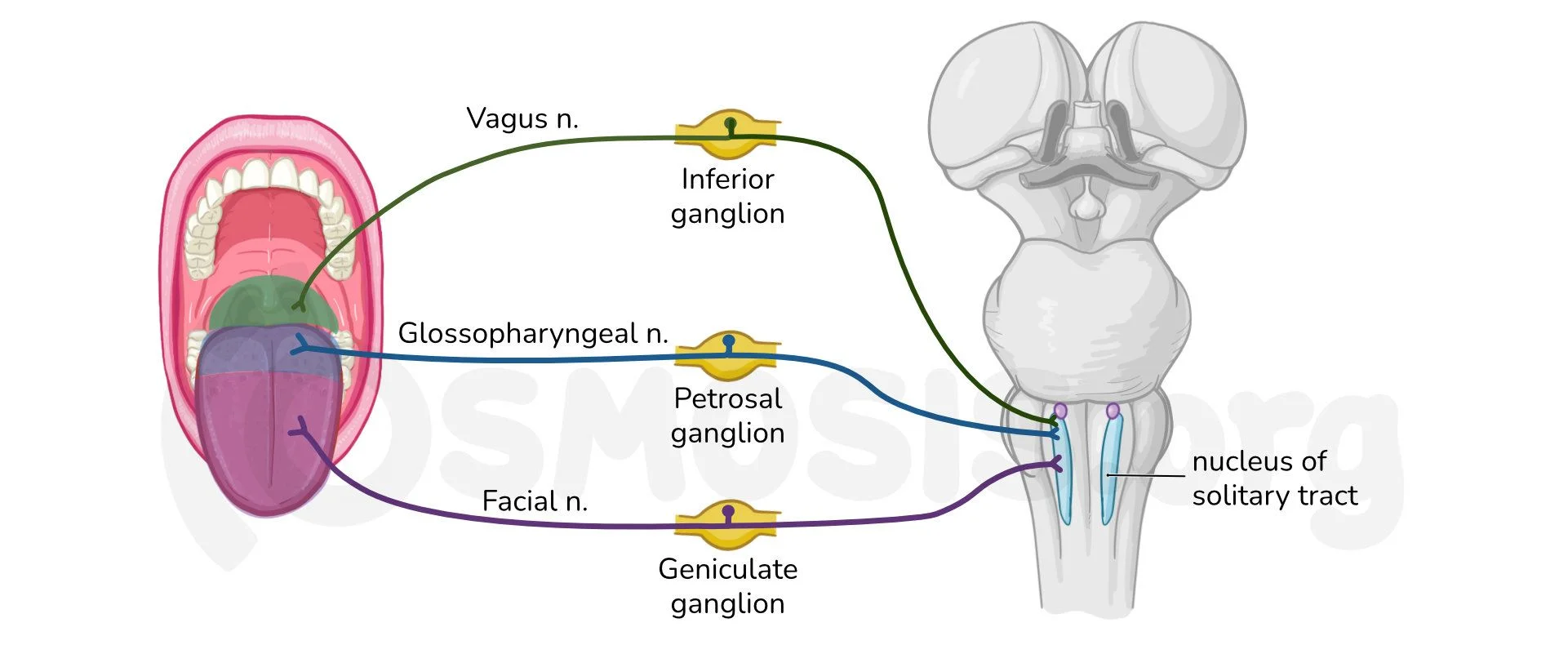 Diagram illustrating cranial nerves involved in ear pain pathways (V, VII, IX, X, C2-C3)